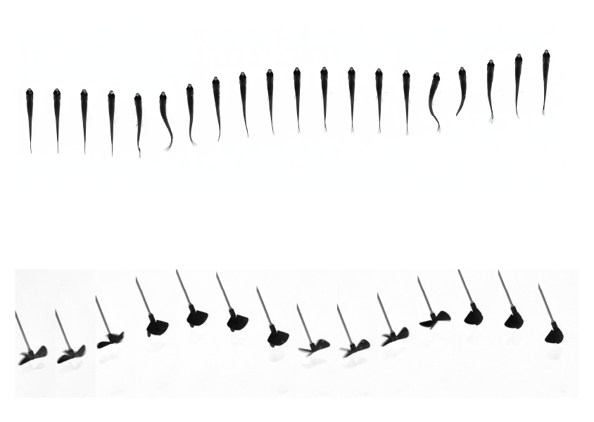 Improving propulsive efficiency using bio-inspired intermittent locomotion